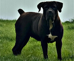 Small Photo #8 Boerboel Breeder Profile in BELLEVUE, NE, USA