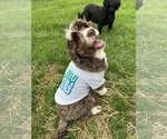 Small Photo #2 Portuguese Water Dog Breeder Profile in DES MOINES, IA, USA
