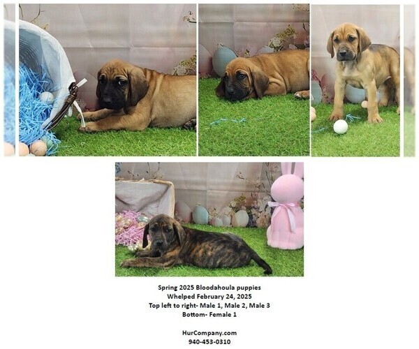 Medium Photo #3 Bloodhound-Catahoula Leopard Dog Mix Breeder Profile in CUMBY, TX, USA