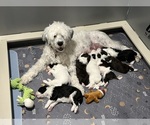 Small Photo #2 Portuguese Water Dog Breeder Profile in DES MOINES, IA, USA
