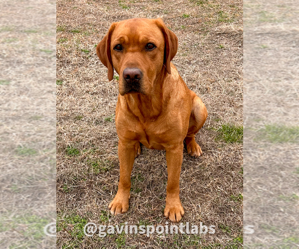 Medium Photo #7 Labrador Retriever Breeder Profile in BLUFF DALE, TX, USA