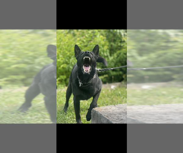 Medium Photo #2 Dutch Shepherd Dog-German Shepherd Dog Mix Breeder Profile in WILMINGTON, DE, USA
