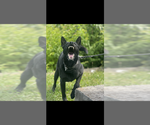 Small Photo #2 Dutch Shepherd Dog-German Shepherd Dog Mix Breeder Profile in WILMINGTON, DE, USA