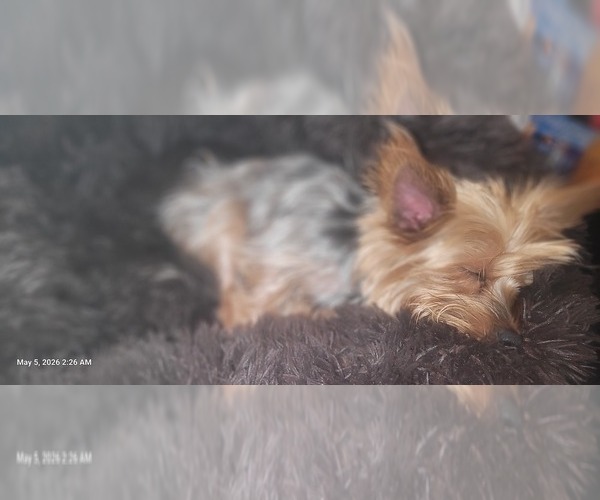 Medium Photo #1 Yorkshire Terrier Breeder Profile in AKRON, OH, USA