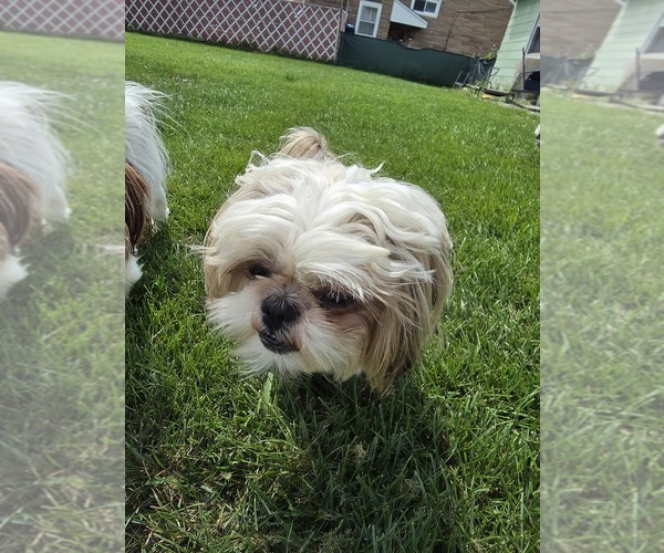 Medium Photo #1 Shih Tzu Breeder Profile in BUFFALO, NY, USA