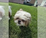 Small Photo #1 Shih Tzu Breeder Profile in BUFFALO, NY, USA
