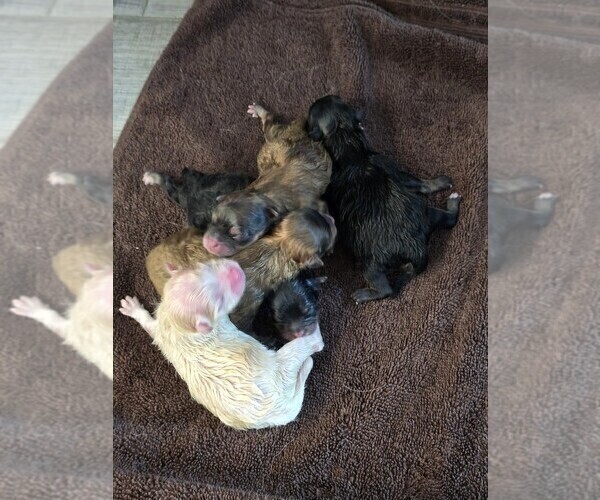 Medium Photo #4 Pomeranian Breeder Profile in MENIFEE, CA, USA
