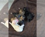 Small Photo #4 Pomeranian Breeder Profile in MENIFEE, CA, USA