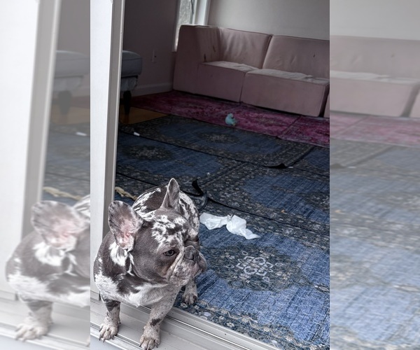 Medium Photo #1 French Bulldog Breeder Profile in NARRAGANSETT, RI, USA