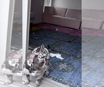 Small Photo #1 French Bulldog Breeder Profile in NARRAGANSETT, RI, USA