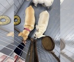 Small Photo #3 French Bulldog Breeder Profile in BLACKSHEAR, GA, USA