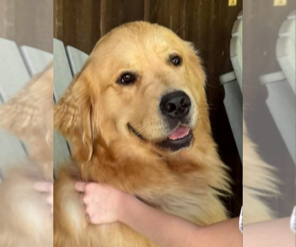 Medium Photo #1 Golden Retriever Breeder Profile in FREMONT, OH, USA