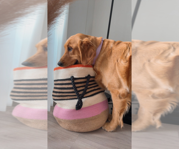 Medium Photo #4 English Cream Golden Retriever Breeder Profile in DEERFIELD BEACH, FL, USA