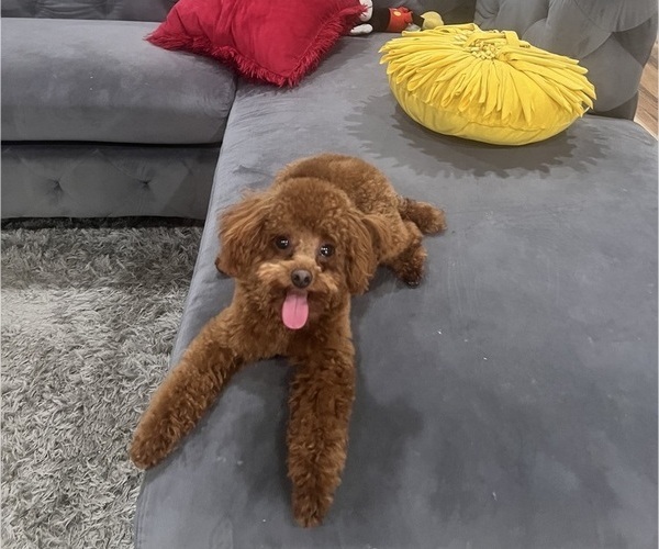 Medium Photo #1 Poodle (Toy) Breeder Profile in MADERA, CA, USA
