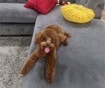 Small Photo #1 Poodle (Toy) Breeder Profile in MADERA, CA, USA