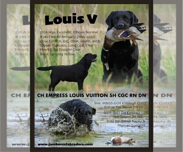 Medium Photo #3 Labrador Retriever Breeder Profile in BROWNS VALLEY, CA, USA