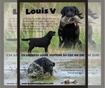 Small Photo #3 Labrador Retriever Breeder Profile in BROWNS VALLEY, CA, USA