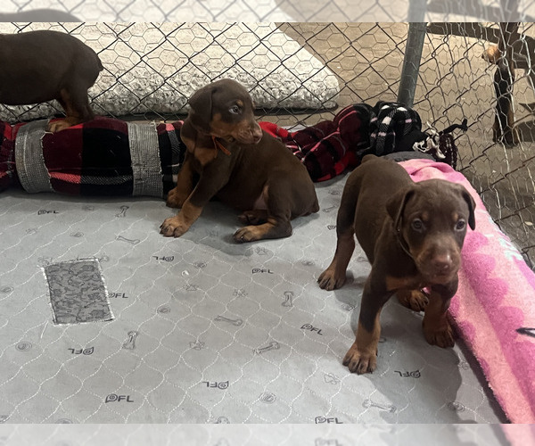 Medium Photo #3 Doberman Pinscher Breeder Profile in CLAIR MEL, FL, USA