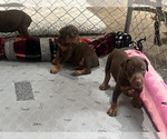 Small Photo #3 Doberman Pinscher Breeder Profile in CLAIR MEL, FL, USA