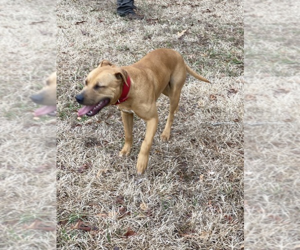 Medium Photo #1 American Pit Bull Terrier Breeder Profile in CHARLOTTE, NC, USA