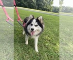 Small Photo #12 Pomsky Breeder Profile in VENUS, PA, USA