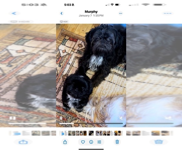 Medium Photo #2 Shih Tzu Breeder Profile in BLUFFTON, SC, USA