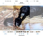 Small Photo #2 Shih Tzu Breeder Profile in BLUFFTON, SC, USA