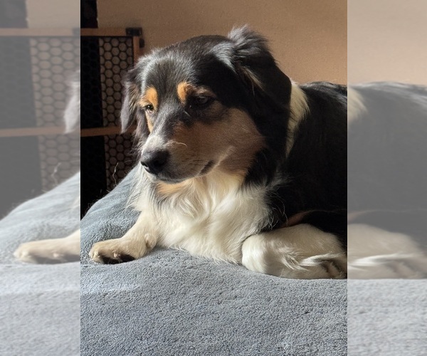 Medium Photo #1 Australian Shepherd Breeder Profile in JACOBSTOWN, NJ, USA