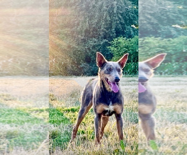 Medium Photo #3 Australian Kelpie Breeder Profile in CAMAS, WA, USA