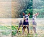 Small Photo #3 Australian Kelpie Breeder Profile in CAMAS, WA, USA