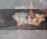 Small Photo #1 Yorkshire Terrier Breeder Profile in AKRON, OH, USA