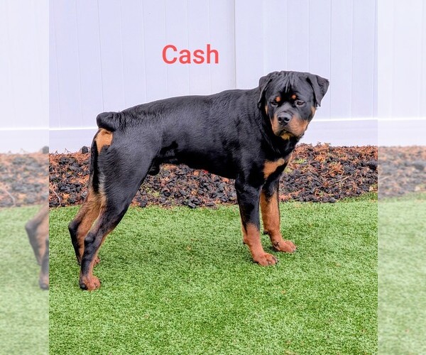 Medium Photo #2 Rottweiler Breeder Profile in GRESHAM, OR, USA