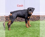 Small Photo #2 Rottweiler Breeder Profile in GRESHAM, OR, USA