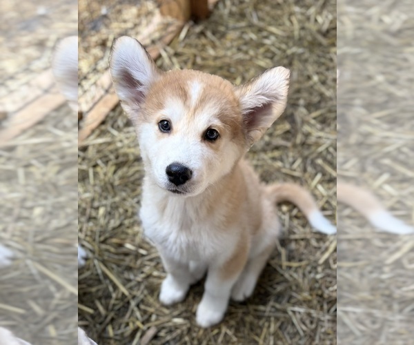 Medium Photo #13 Golden Pyrenees-Siberian Husky Mix Breeder Profile in HICKORY, NC, USA