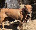 Small Photo #6 Labrador Retriever-Rhodesian Ridgeback Mix Breeder Profile in FRESNO, CA, USA