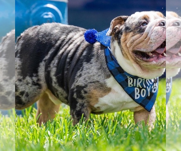 Medium Photo #2 English Bulldog Breeder Profile in HOUSTON, TX, USA