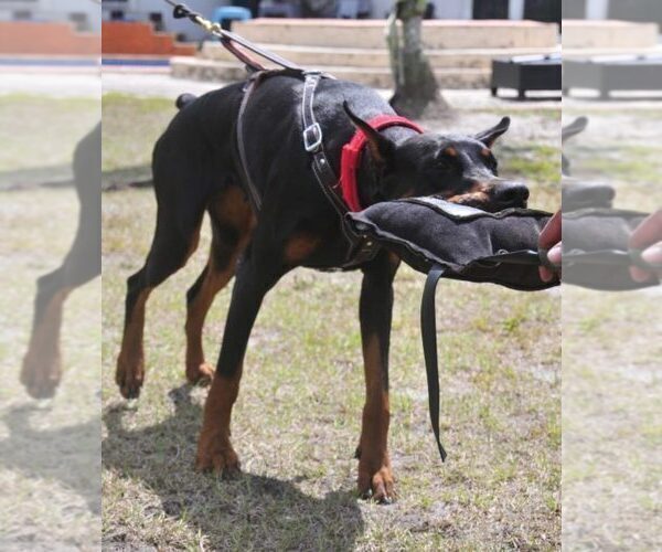 Medium Photo #7 Doberman Pinscher Breeder Profile in FORT LAUDERDALE, FL, USA