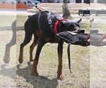 Small Photo #2 Doberman Pinscher Breeder Profile in FORT LAUDERDALE, FL, USA