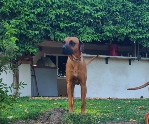 Medium Photo #5 Rhodesian Ridgeback Breeder Profile in RIVERSIDE, CA, USA