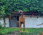 Small Photo #5 Rhodesian Ridgeback Breeder Profile in RIVERSIDE, CA, USA