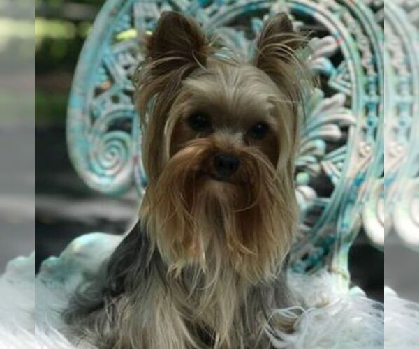 Medium Photo #1 Yorkshire Terrier Breeder Profile in KEITHVILLE, LA, USA