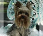 Small Photo #1 Yorkshire Terrier Breeder Profile in KEITHVILLE, LA, USA