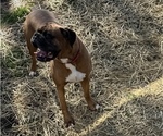 Small Photo #2 Boxer Breeder Profile in LANSING, MI, USA
