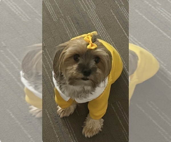 Medium Photo #5 Morkie Breeder Profile in CHICAGO, IL, USA