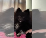 Small Photo #1 Pomeranian Breeder Profile in VERSAILLES, MO, USA