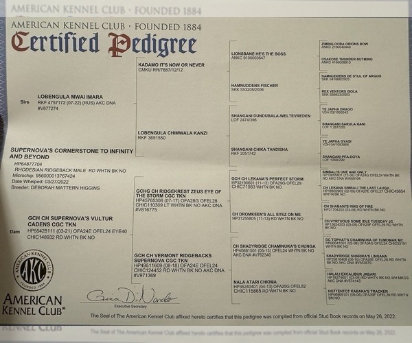 Medium Photo #4 Rhodesian Ridgeback Breeder Profile in ONEIDA, TN, USA