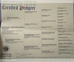 Small Photo #4 Rhodesian Ridgeback Breeder Profile in ONEIDA, TN, USA