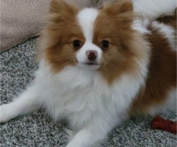 Medium Photo #5 Pomeranian Breeder Profile in MENIFEE, CA, USA