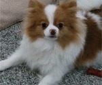 Small Photo #5 Pomeranian Breeder Profile in MENIFEE, CA, USA