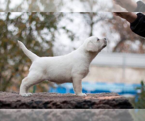 Medium Photo #2 Golden Labrador Breeder Profile in FORT COLLINS, CO, USA